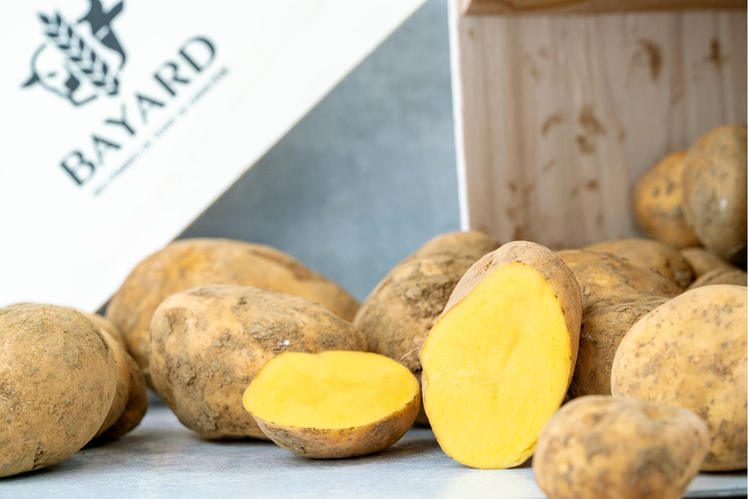 Kartoffeln 'Aztec Gold' I BAYARD