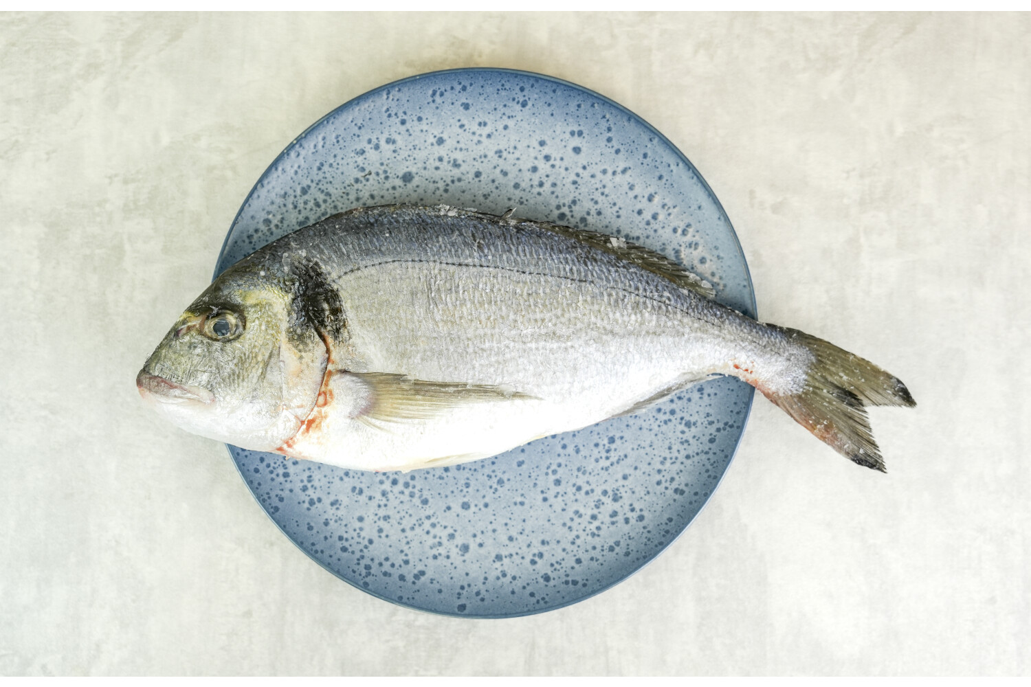 Dorade Royal rund I AQUANORD