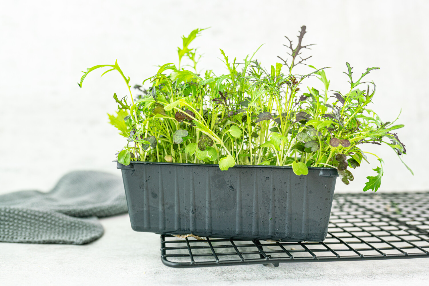 Mizuna-Kresse I FLAVOUR HUNTERS